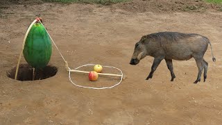 Creative Easy Quick Wild Pig Trap Using Papaya Fall Into Deep Hole Underground Hole