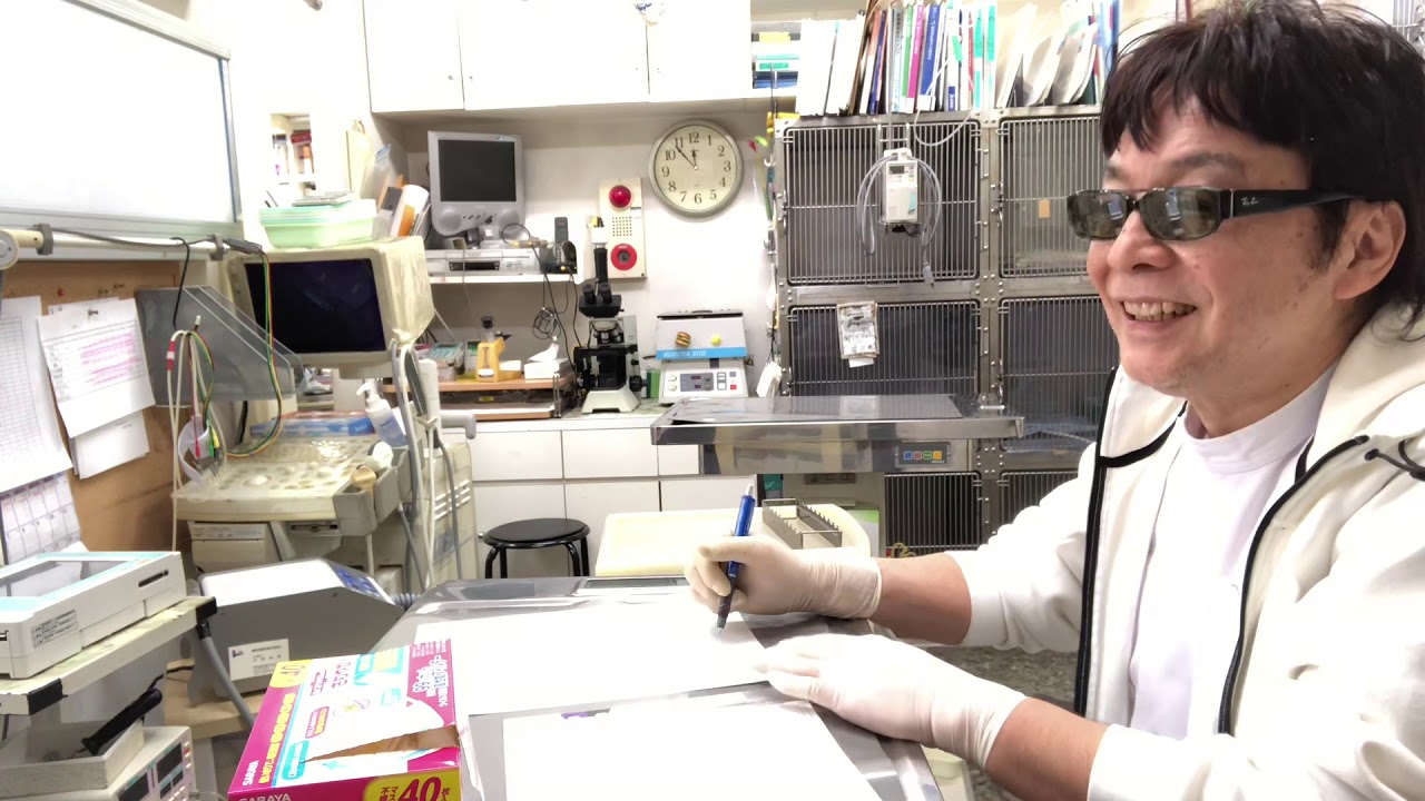 ①卵詰まり、1歳、セキセイインコのネグちゃんの飼主さんとのお話