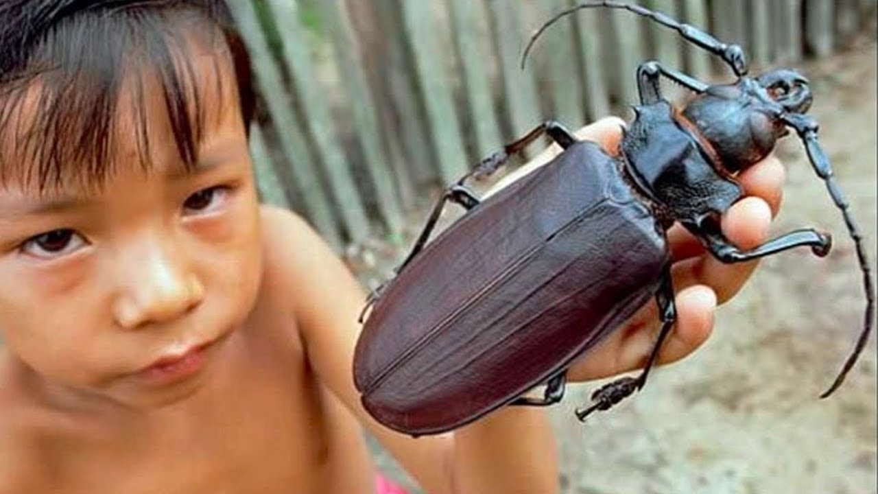 Die 10 gefährlichsten Insekten 