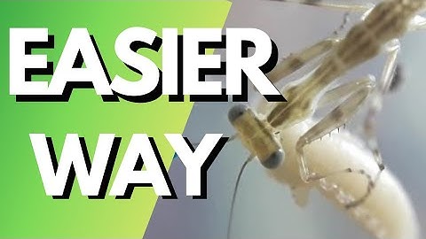 Feeding your L1 Mantis!