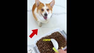 Only ONE kibble?!Poor Corgi… 😭🐈#usa#dog#shorts