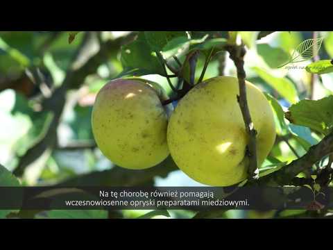 Wideo: Jabłka Spadają Z Jabłoni Przed Dojrzewaniem: Dlaczego Spadają Z Drzewa Niedojrzałe? Co Się Stanie, Jeśli Jabłoń Zrzuci Owoce, Zanim Dojrzeje?