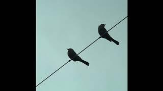 Download lagu Two birds on a wire - TIKTOK VERSION / Final chorus has all choruses playing - Regina Spektor