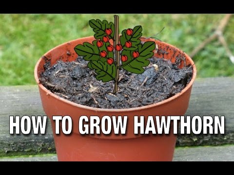 Video: Cara Menanamkan Hawthorn
