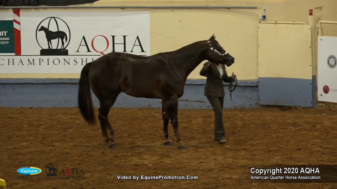 2020 AQHA Select 2 Year Old Stallions YouTube