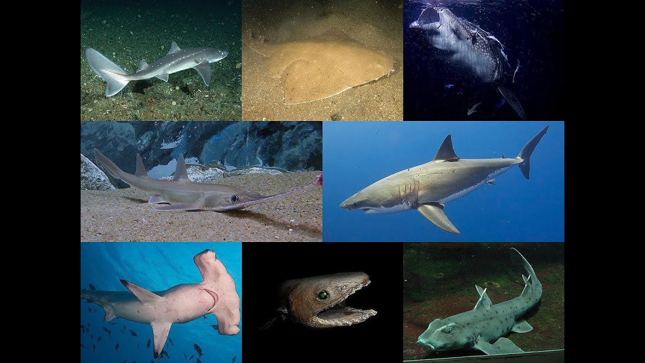15 Species of Sharks (Volume 1) 🦈