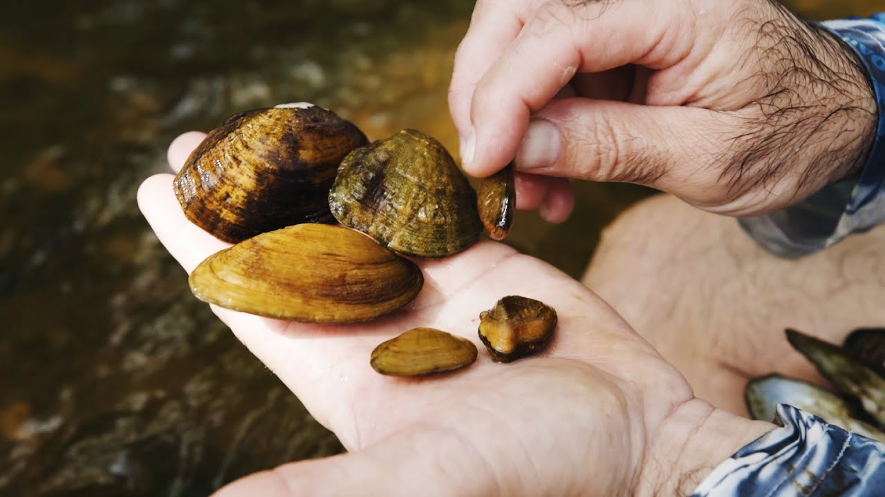 Freshwater mussels Missouri's hidden heroes YouTube