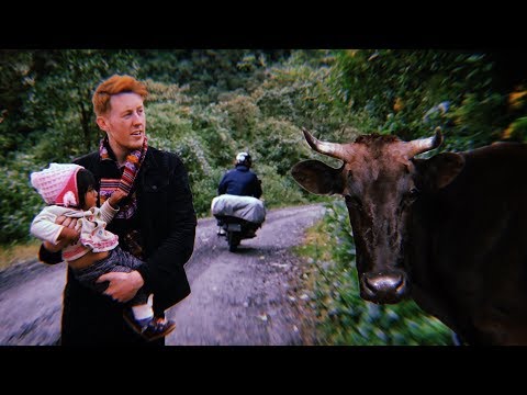 Herding Cows in Peru