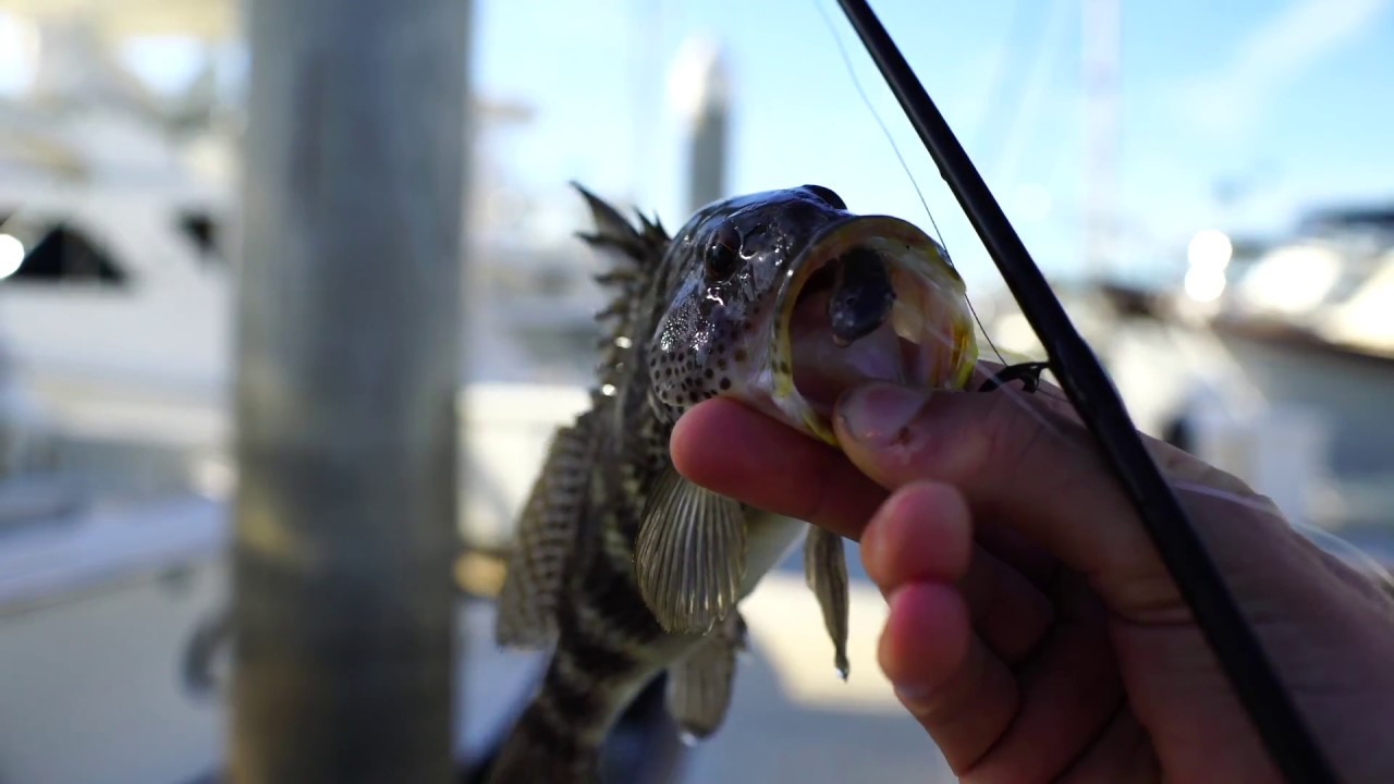 Harbor Pitching with Cameron Jonas on Hookup Baits