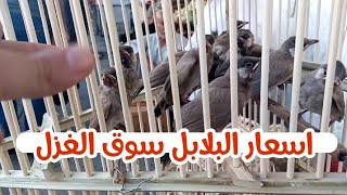 اسعار البلابل في سوق الغزل البلبل المندلاوي وباقي الأنواع