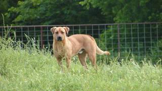 Все породы собак.Желтая с чеpной маской южная гончая (Black Mouth Cur)