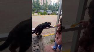 Kedi̇ci̇k Al Bolonla Oyna😂Aa Kandirdim🤣 Şfet