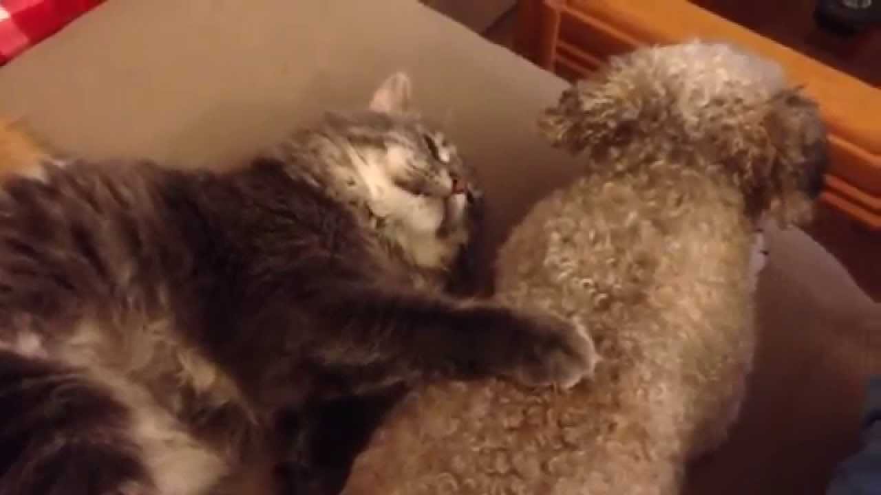 do poodles get along with cats