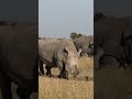 Why are Rhino Horns More Valuable Than Gold? 🦏💰 #shorts #WildlifeConservation #RhinoHorn