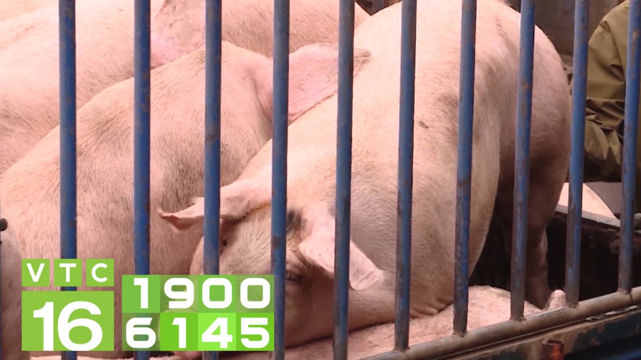 Chính thức nhập khẩu lợn sống, giá lợn hơi giảm mạnh | VTC16