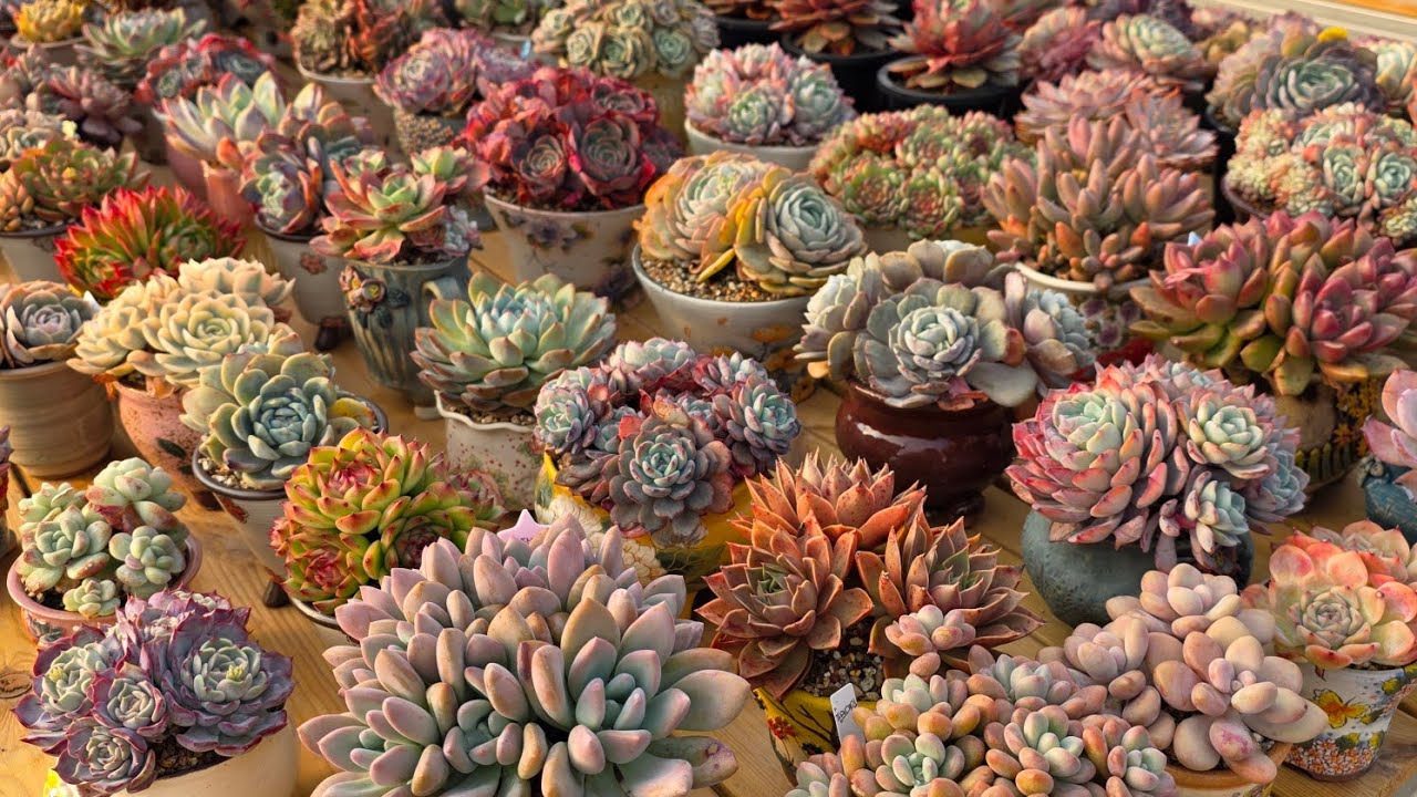 26년 2월 25일 물관수하기전 육이들 둘러보기#succulent #다육이 #다육이하우스