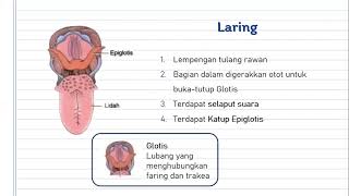 Organ Sistem Pernafasan (Laring, Trakea, dan Bronkus)