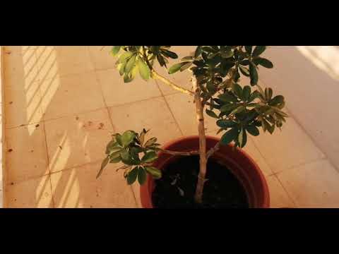 Video: Bir Bitki Taşmadan Nasıl Kurtarılır
