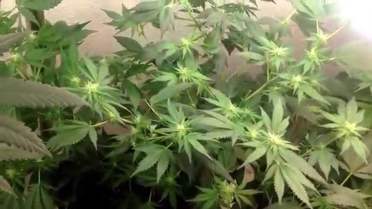 Day 30 flowers first cfl medical marijuana closet grow