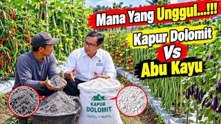 ‼️ABU KAYU Vs KAPUR DOLOMIT‼️‼️Mana Yang Paling Bagus Untuk Cabai - Tomat - Timun - Terong - Kacang