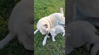 Anatolian taking care of a discarded lamb