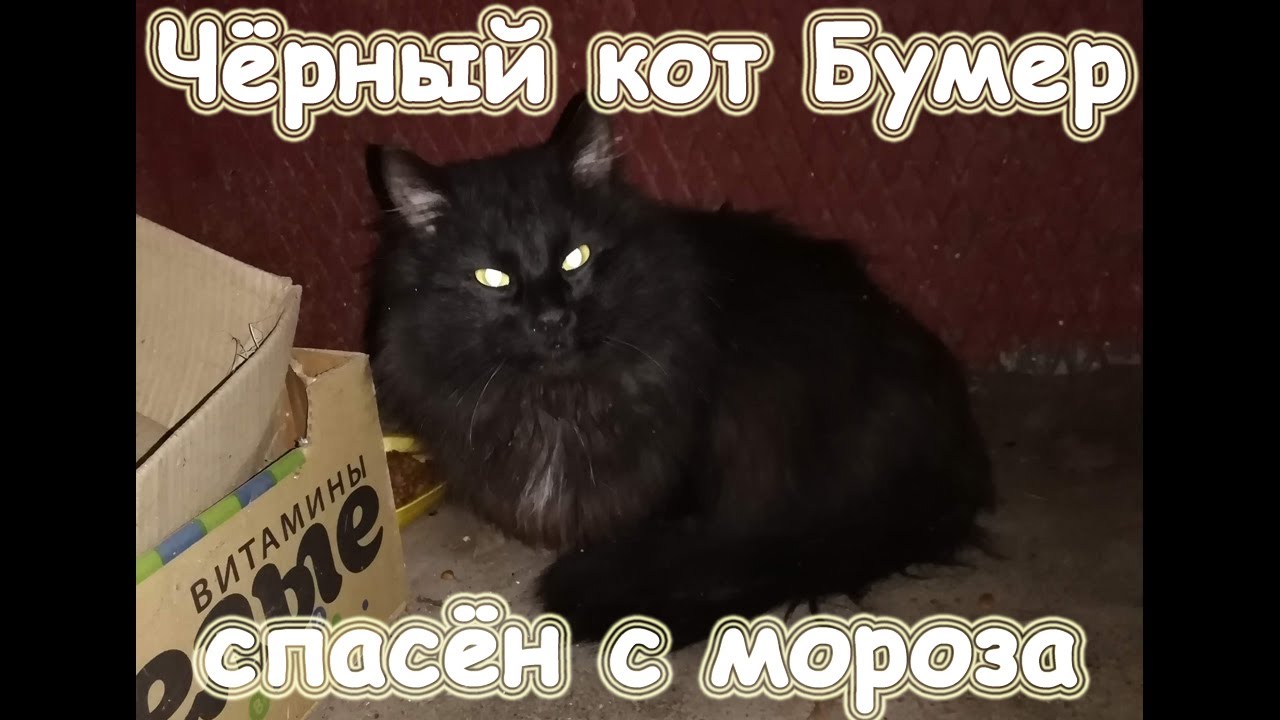 черный кот и пухлая голова. можно ли завести черную пантеру дома?. черный спасет. черный спасет. ростовский зоопарк.