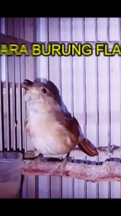 MASTERAN BURUNG FLAMBOYAN GACOR #kicaumania #gacor #burungkicau
