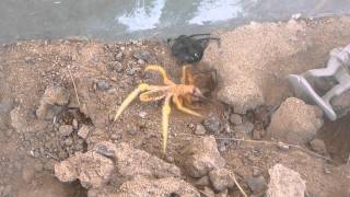 camel spider digging
