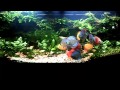 Aquascape Discus