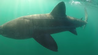 Basking Sharks  Isle of Man HD 1080p
