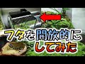【激変】開放的なフタを製作してみた！【クロカタスツエイモリのパルダリウム】