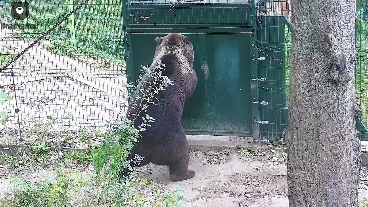 Медведь в зоопарке. Открой медведи. Оскал медведя. Медведь рычит. Тибетский медведь пржевальского.