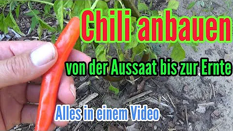 Wie pflanzt man Chili an?