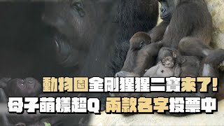 動物園金剛猩猩「二寶」來了!母子萌樣超Q 兩款名字投票中|鏡週刊