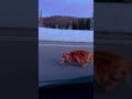 HUSKY SCREAMS LIKE HUMAN 🤯🩺😂 VET CLINIC MELTDOWN #HuskyDrama #VetFails #dogcomedy #reelschallenge