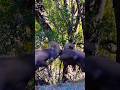 Big Horn Sheep Ram Rut #rams #rut #bighornsheep #ramrut #fyp #fypシ゚viral