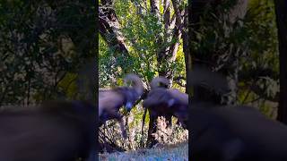 Big Horn Sheep Ram Rut #rams #rut #bighornsheep #ramrut #fyp #fypシ゚viral