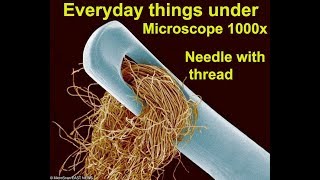 Everyday things under Microscope 1000x oom