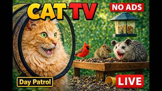 DAY PATROL – Cat TV LIVE – Saturday Critter Watch - Sarasota Florida #live screenshot 2