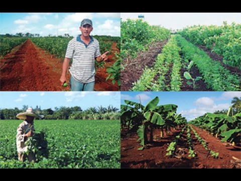 Video: ¿Qué es el cultivo intercalado en la agricultura?