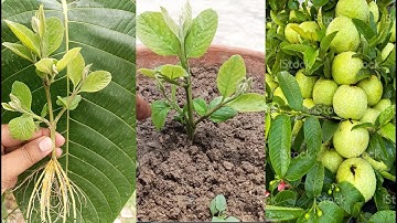 How to Grow Guava Tree Faster With banana & Aloe Vera