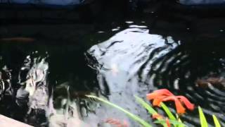 koi pond
