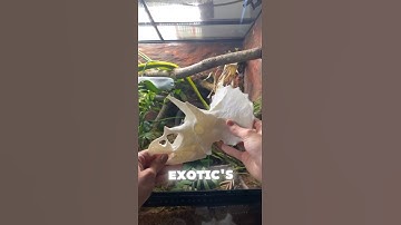 LINK IN DESC #viralvideo #dinosaurskull #dinosaurskeleton #dinosaur #dinosaurs #dino #triceratops