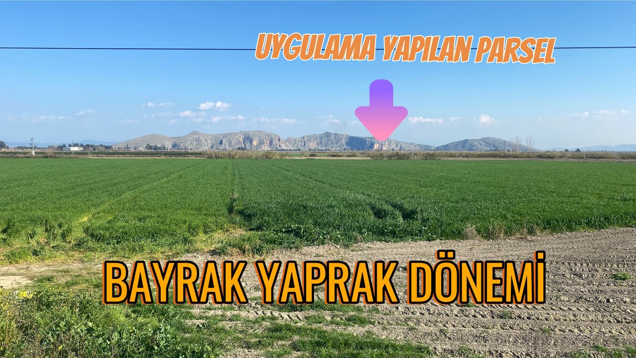 Doğru Uygulama Güzel Sonuçlar🌾Buğday Yetiştiriciliği | Buğday Kontrolleri🌾Yaprak Gübresi #farming