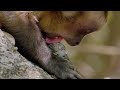 Why are These Capuchin's Inhaling Dust? | Wild Brazil | BBC Earth