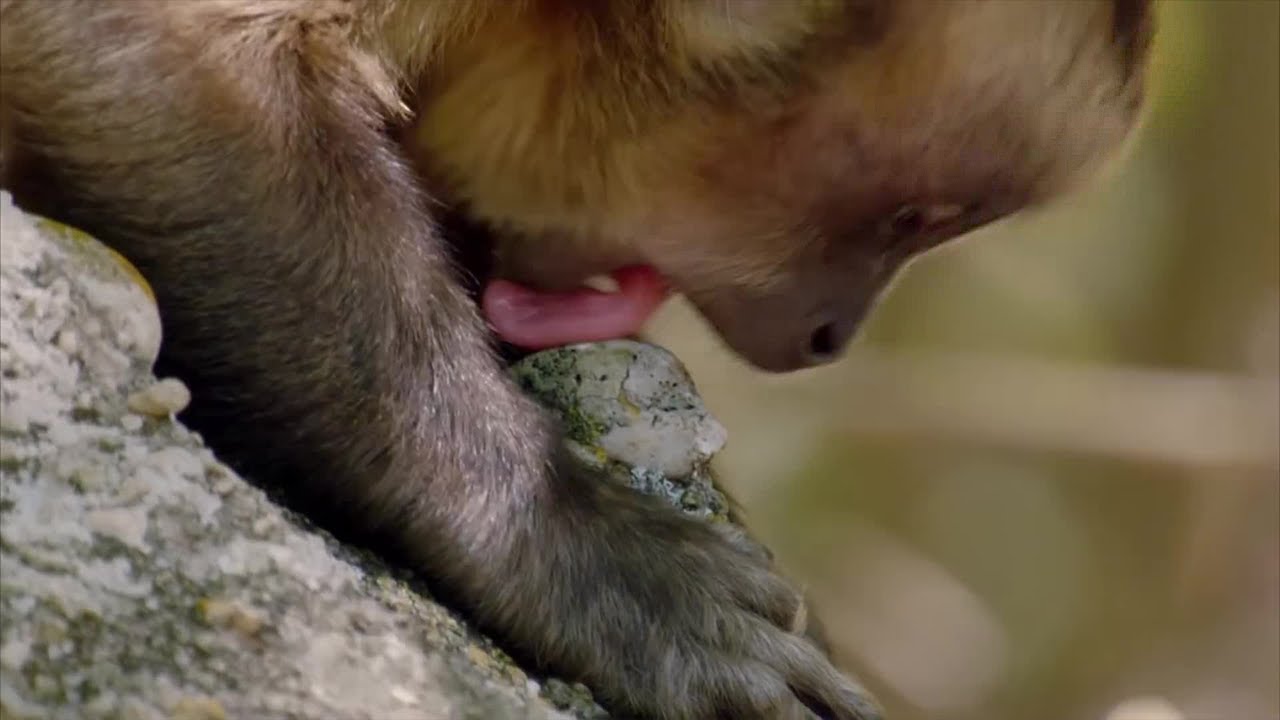 Sex Obsessed Dust Licking Capuchins | Wild Brazil | BBC Earth