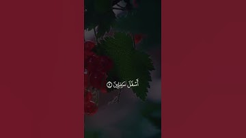 تلاوة ندية للشيخ عبدالودود حنيف #quran