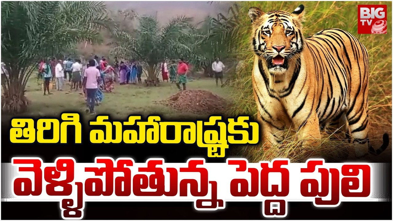 Forest Officials Track Tiger Going Back to Maharashtra