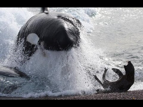 orca hunting seals