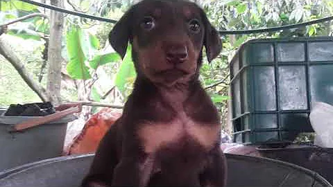 Maravillas de la creacin, cachorros doberman.